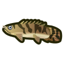 Bichir
