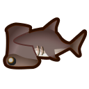 Requin marteau