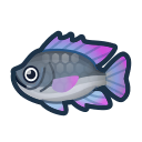 Tilapia